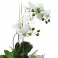 Floristik24 Orquídea com Bolas de Samambaia e Musgo Branco Artificial Suspenso 64cm