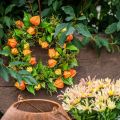 Coroa de Physalis artificial, laranja e verde, Ø28cm, decoração de outono | Floristik24.pt