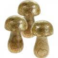 Floristik24 Cogumelo, manga, madeira, ouro, cogumelo decorativo natural Ø6cm Alt.10cm 4 unidades