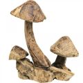 Floristik24 Grupo cogumelo, madeira paulownia, decoração de outono, escultura em madeira Alt.33cm C30cm