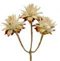 Floristik24 Leucospermum 1-3 Mix creme 100 cabeças