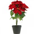 Floristik24 Estrela de Natal Artificial Vermelho Flores artificiais em vaso H53cm