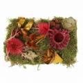 Floristik24 Floricultura seca mistura com cones e vermelho musgo 150g decoração de outono