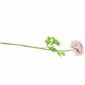 Floristik24 Ranunculus lilac Alt.45cm