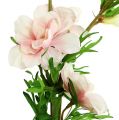 Floristik24 Larkspur Delphinium rosa claro L95cm