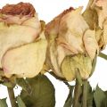 Floristik24 Rosas decorativas, flores secas, rosas secas, Dia dos Namorados, flores funerárias, rosas rústicas amarelo-rosa L48cm 5pcs