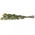 Floristik24 Rosa de flores secas, Dia dos Namorados, floricultura seca, rosas decorativas rústicas amarelo-violeta L45-50cm 5pcs