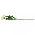 Floristik24 Rosa artificial, rosa decorativa, flor de seda creme branco, verde L72cm Ø12cm