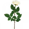 Floristik24 Rosa de damasco branco cremoso, flor de seda, rosas artificiais L72cm Ø12cm