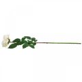 Floristik24 Rosa de damasco branco cremoso, flor de seda, rosas artificiais L72cm Ø12cm