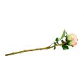 Floristik24 Rosa artificial rosa creme Ø9cm C 45cm 1p