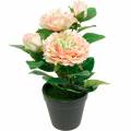 Floristik24 Rosa decorativa em vaso, flores de seda românticas, peônia rosa