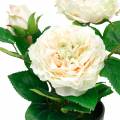 Floristik24 Peônia em um vaso, rosa decorativa romântica, flor de seda branca creme
