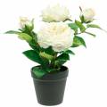 Floristik24 Peônia em um vaso, rosa decorativa romântica, flor de seda branca creme
