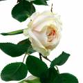 Floristik24 Guirlanda de Rosas Românticas Flor de Seda Rosa Artificial Vinha 160cm