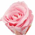 Floristik24 Rosas eternas médias Ø4-4,5cm rosa 8pcs