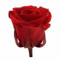 Floristik24 Rosas em conserva média Ø4-4,5cm vermelho 8pcs