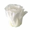 Floristik24 Rosas em conserva Ø4-4.5cm branco médio 8pcs