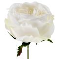 Floristik24 Rosa em flor branca 17 cm 4 unidades