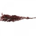 Floristik24 Ruscus seco, floricultura seca, mirto espinhoso vermelho L58cm 30g