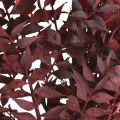 Floristik24 Ruscus seco, floricultura seca, mirto espinhoso vermelho L58cm 30g