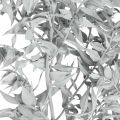 Floristik24 Ramos de Ruscus, Vassoura de açougueiro, Planta seca Lavada a branco L58cm 80g