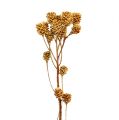 Floristik24 Ramo Salignum flores claras de leucadendron no galho 25 peças