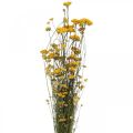 Floristik24 Ramo de arbusto de caril, flor amarela seca, sol dourado, helichrysum italiano L58cm 45g
