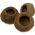 Floristik24 Vaso para Planta Paradise Nut Sapucaia Natural Ø14cm Alt.10cm 3 un