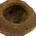Vaso para Planta Paradise Nut Sapucaia Natural Ø14cm Alt.10cm 3 un | Floristik24.pt