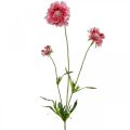 Floristik24 Decoração de flores artificiais, flor artificial escabiosa rosa 64 cm pacote de 3 peças