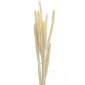 Floristik24 Reed deco grama seca branqueada H60cm bando