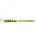 Floristik24 Reed cob deco junco grama seca verde H60cm cacho
