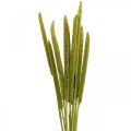 Floristik24 Reed cob deco junco grama seca verde H60cm cacho