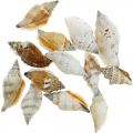 Floristik24 Deco conchas de caracóis vazias em rede de caracóis do mar 400g