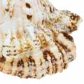 Floristik24 Caracol do mar caracol sapo gigante natureza 18-20cm