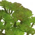 Floristik24 Plantas artificiais em vaso Artificial Suculenta Verde A15cm