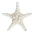 Floristik24 Estrela do mar 9cm - 11cm branco 20p