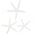 Floristik24 Estrela do mar decoração branca, artigos naturais, decoração marítima 10-12cm 14p