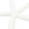 Floristik24 Estrela do mar decoração branca, artigos naturais, decoração marítima 10-12cm 14p