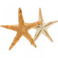 Floristik24 Decoração de dispersão de estrela do mar decoração de casa mini estrela do mar natureza 2-4 cm 50p