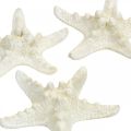 Floristik24 Estrela do mar decoração branca, estrela do mar seca para artesanato 7-11cm 15p