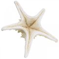 Floristik24 Estrela do mar Deco grande estrela do mar branca seca 19-26 cm 5 peças