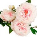 Floristik24 Flor de seda peônia artificial rosa claro, branco 135 cm