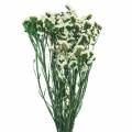 Floristik24 Ramo de flores secas lavanda do mar branco 40–55cm 120g