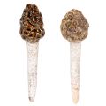 Floristik24 Cogumelo morel artificial decorativo para vasos de plantas e mesas, 13 cm, 2 peças
