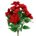 Floristik24 Bouquet Poinsettia Vermelho L47cm