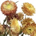 Floristik24 Flor de palha Amarelo, vermelho seco Helichrysum flor seca 50cm 60g
