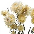 Floristik24 Decoração seca palha flor creme helichrysum seco 50cm 30g