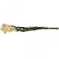 Floristik24 Decoração seca palha flor creme helichrysum seco 50cm 30g